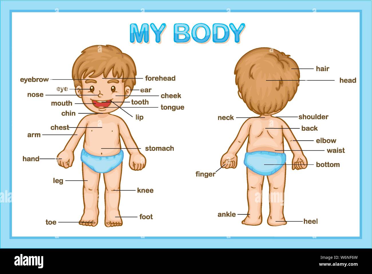 Illustration médicale scientifique de certaines parties du corps illustration Illustration de Vecteur