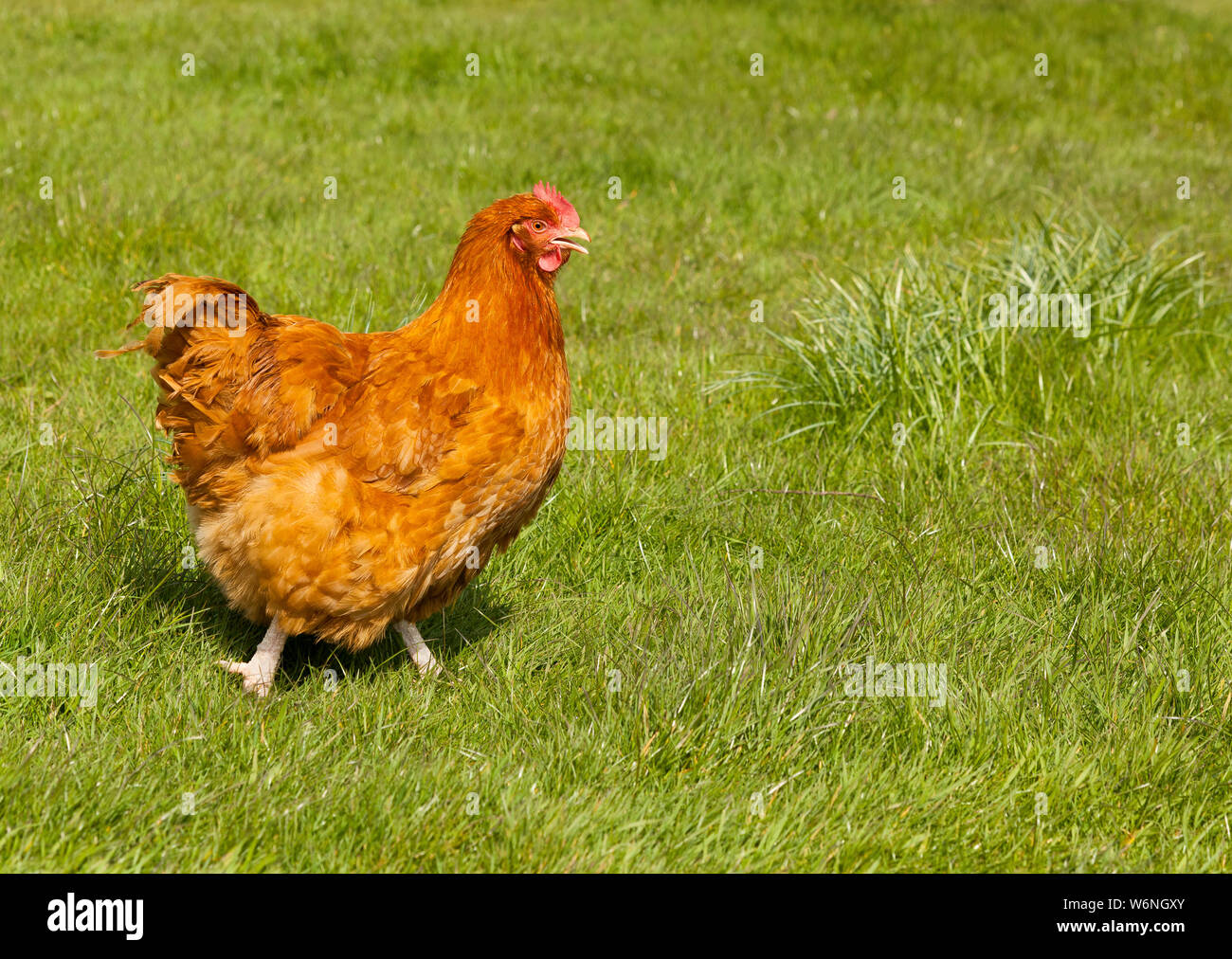 Une femelle Buff Orpington Chicken Banque D'Images