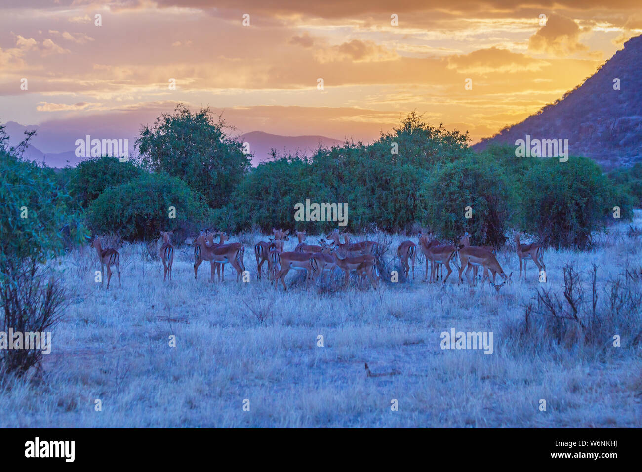 Avec le coucher du soleil, troupeau impala Aepyceros melampus, rose jaune soleil couchant.Samburu National Reserve, Kenya, Afrique de l'Est, le paysage africain à la fin de la journée Banque D'Images