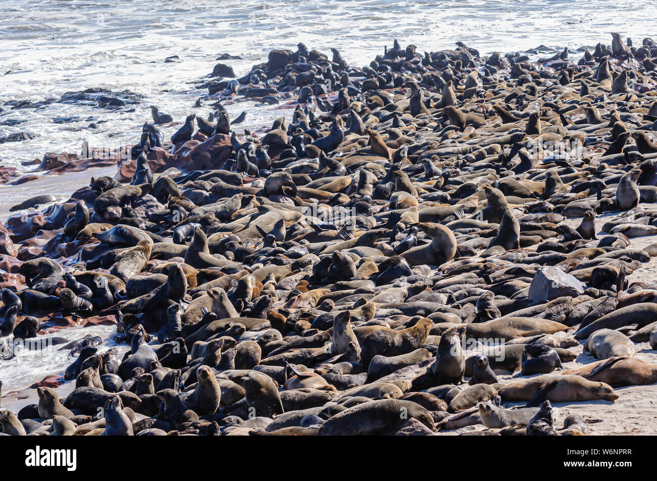 Certains des 250 000 phoques à fourrure du Cap à Cape Cross, la Namibie Banque D'Images