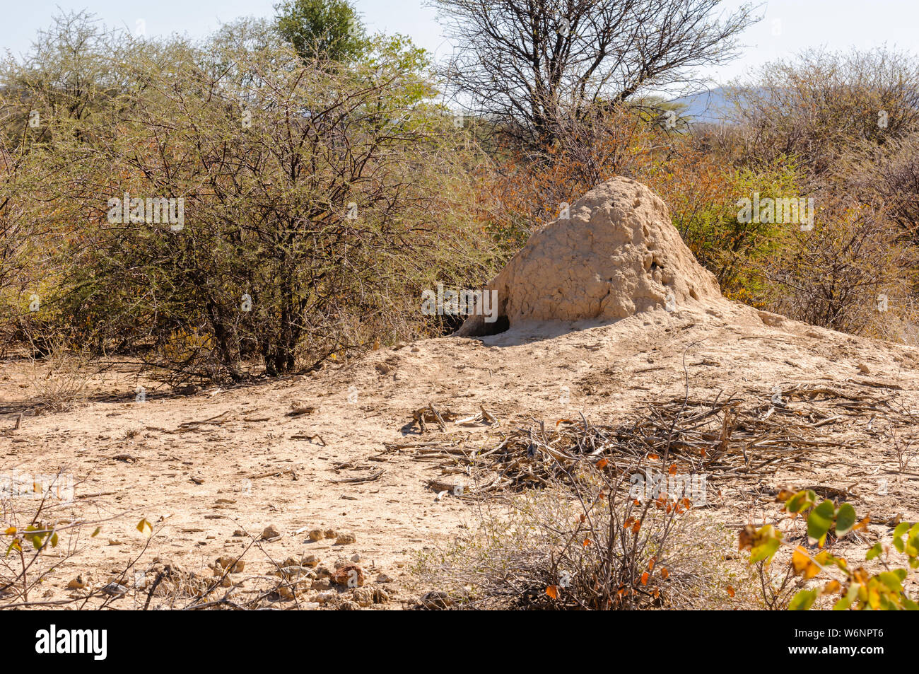 Grande termitière dans le désert du Kalahari Banque D'Images
