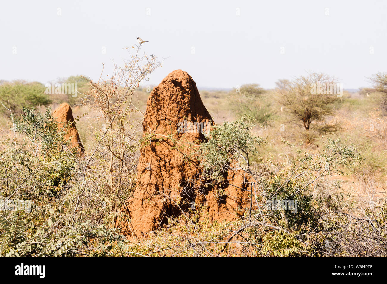 Grande termitière dans le désert du Kalahari Banque D'Images