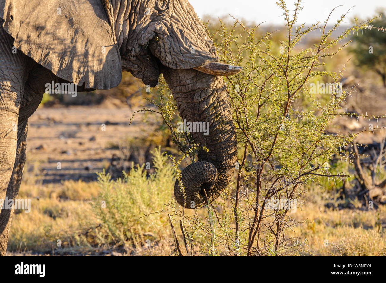 Un jeune éléphant mâle utilise sa trompe pour dénuder un peu de feuilles de buissons épineux de manger. Parc National d'Etosha, Namibie Banque D'Images
