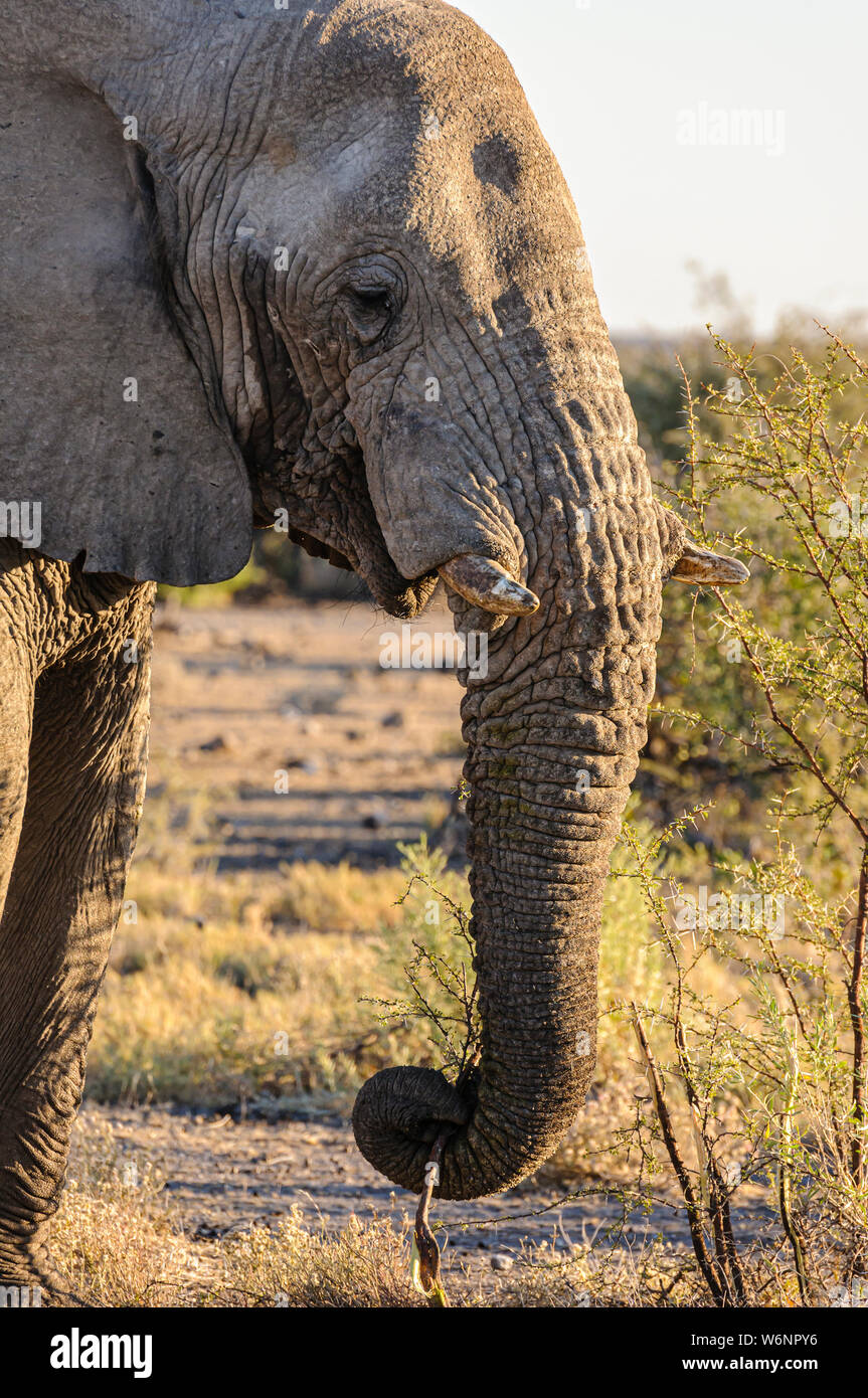 Un jeune éléphant mâle utilise sa trompe pour dénuder un peu de feuilles de buissons épineux de manger. Parc National d'Etosha, Namibie Banque D'Images