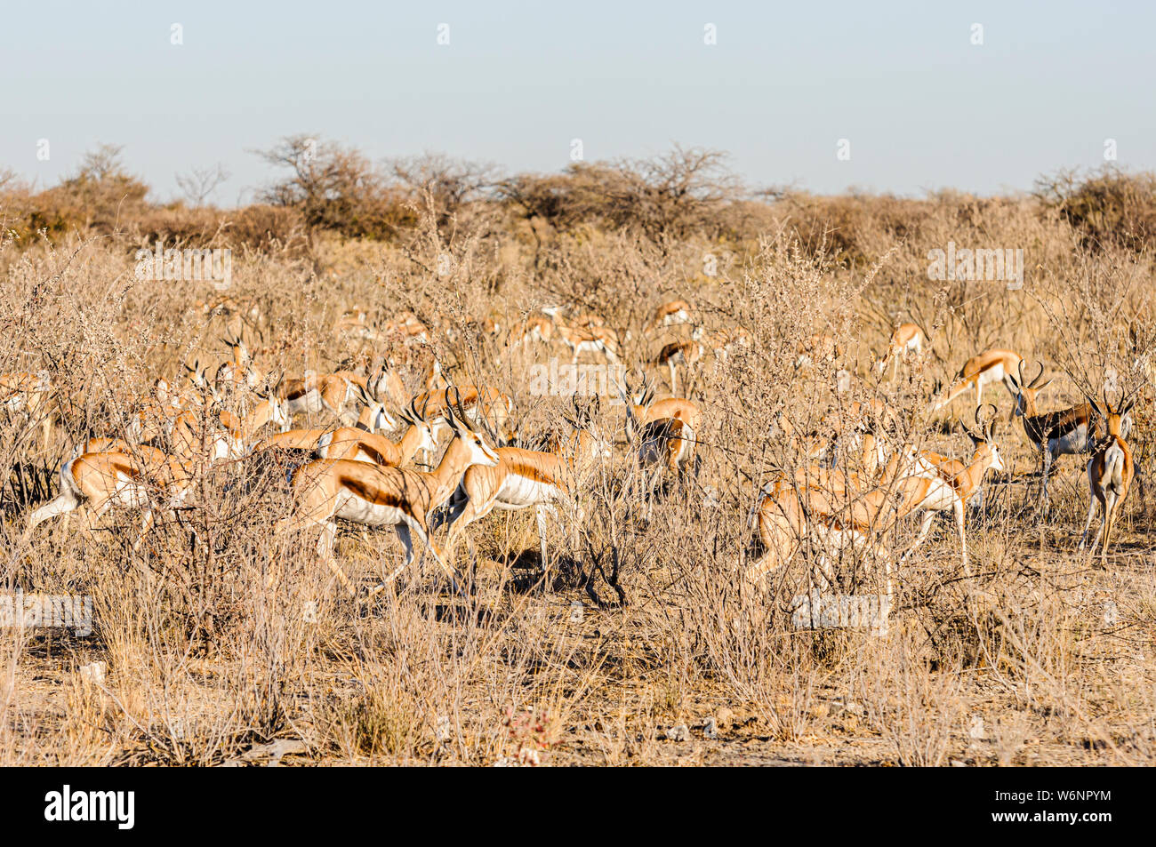 Troupeau de Springbok marche à travers les broussailles, Etosha National Park, Namibie Banque D'Images
