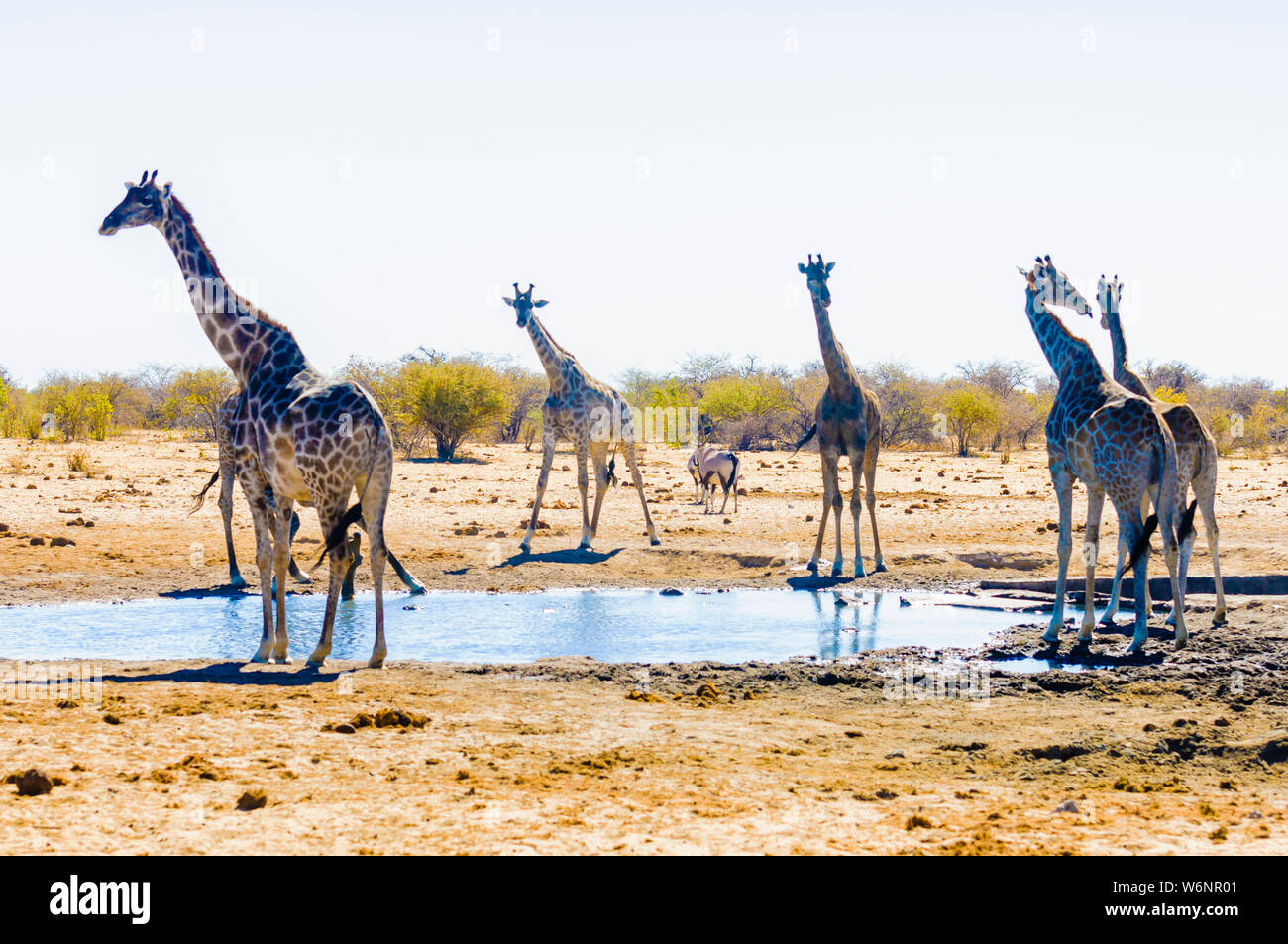 Girafe buvant dans le Koinachas Trou d'eau, Etosha National Park, Namibie Banque D'Images