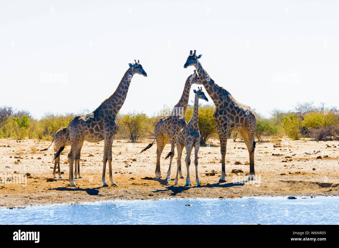 Girafe buvant dans le Koinachas Trou d'eau, Etosha National Park, Namibie Banque D'Images