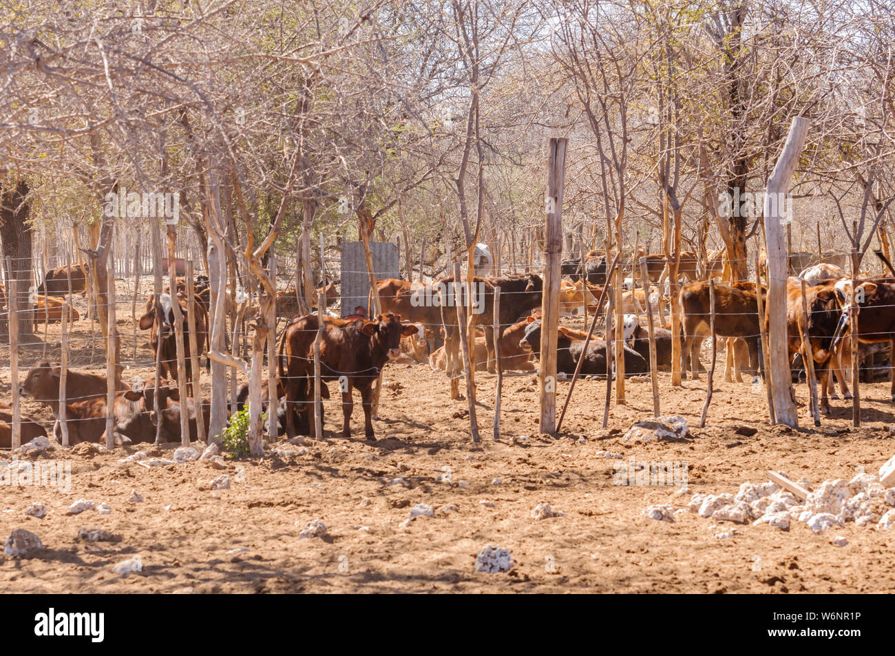 Troupeau de bovins longicorne africain dans un boîtier, dans une ferme en Namibie Banque D'Images