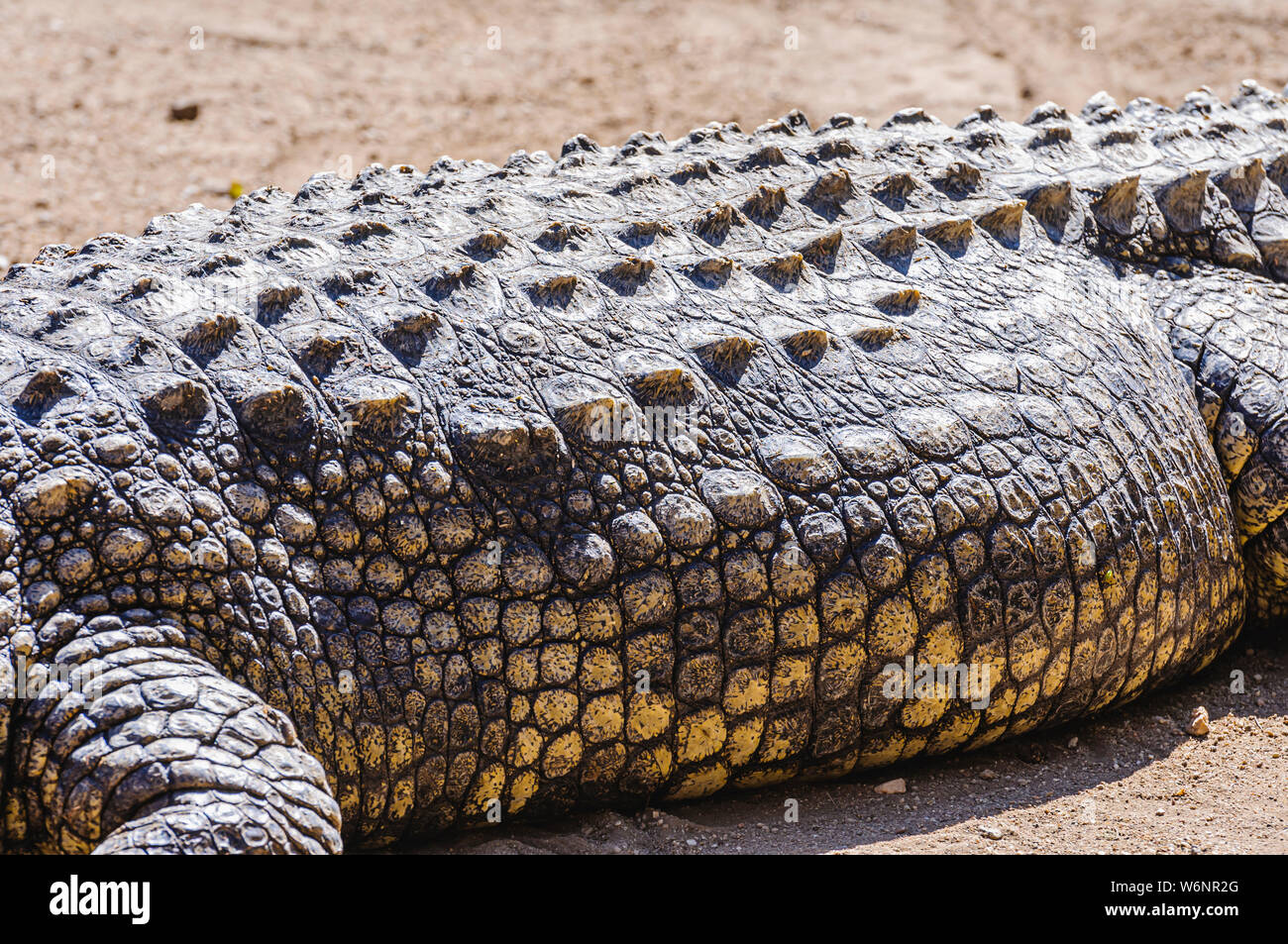 Les ostéodermes sur les véhicules blindés de peau sur le dos d'un Crocodile du Nil (Crocodylus niloticus) Banque D'Images