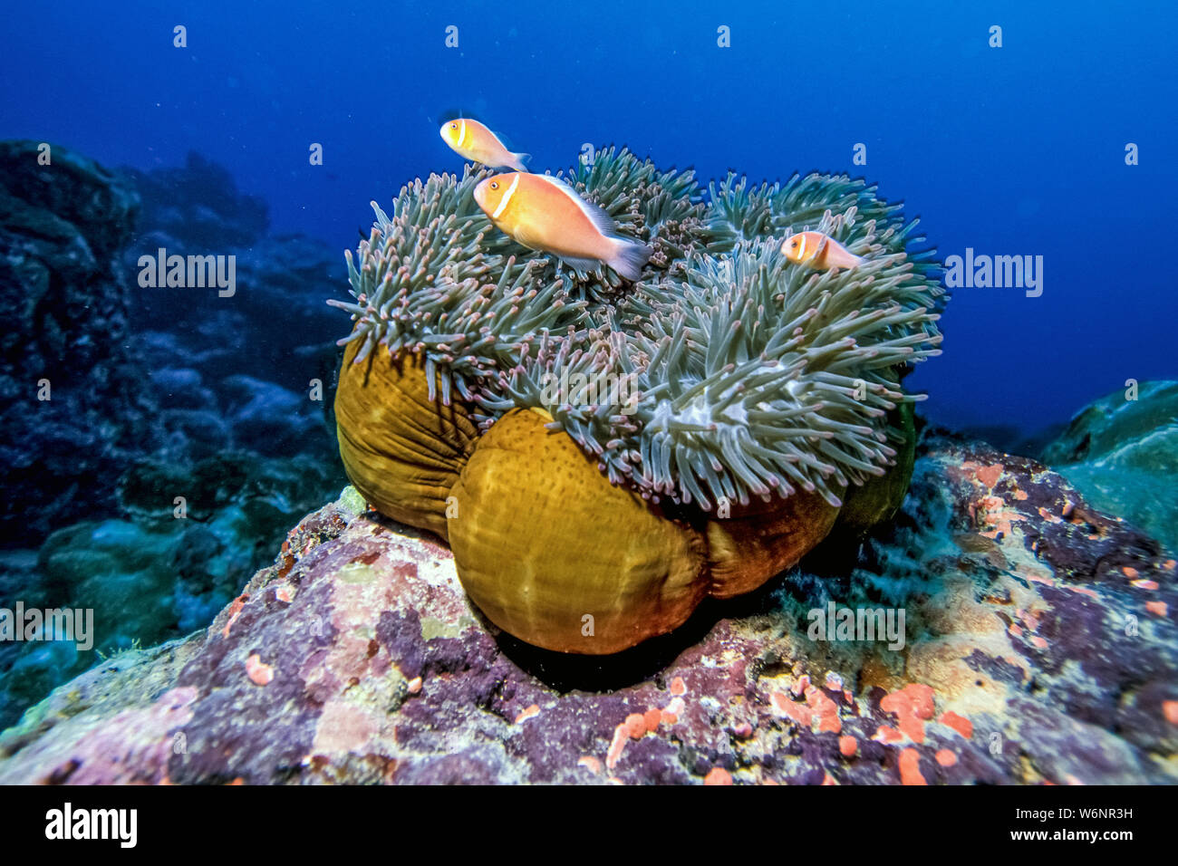 L'île de Yap - Micronésie Anemone et poisson clown Banque D'Images