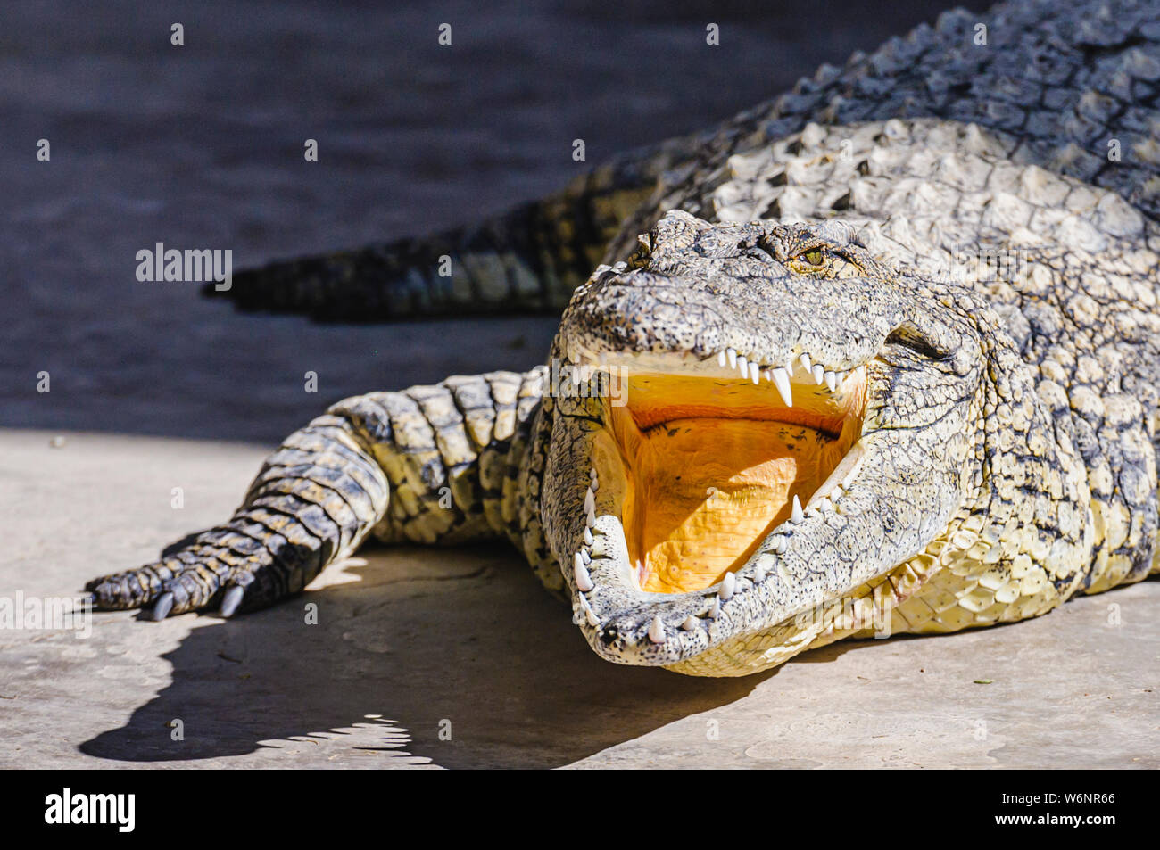 Le crocodile du Nil (Crocodylus niloticus), la gueule ouverte. La Namibie. Banque D'Images