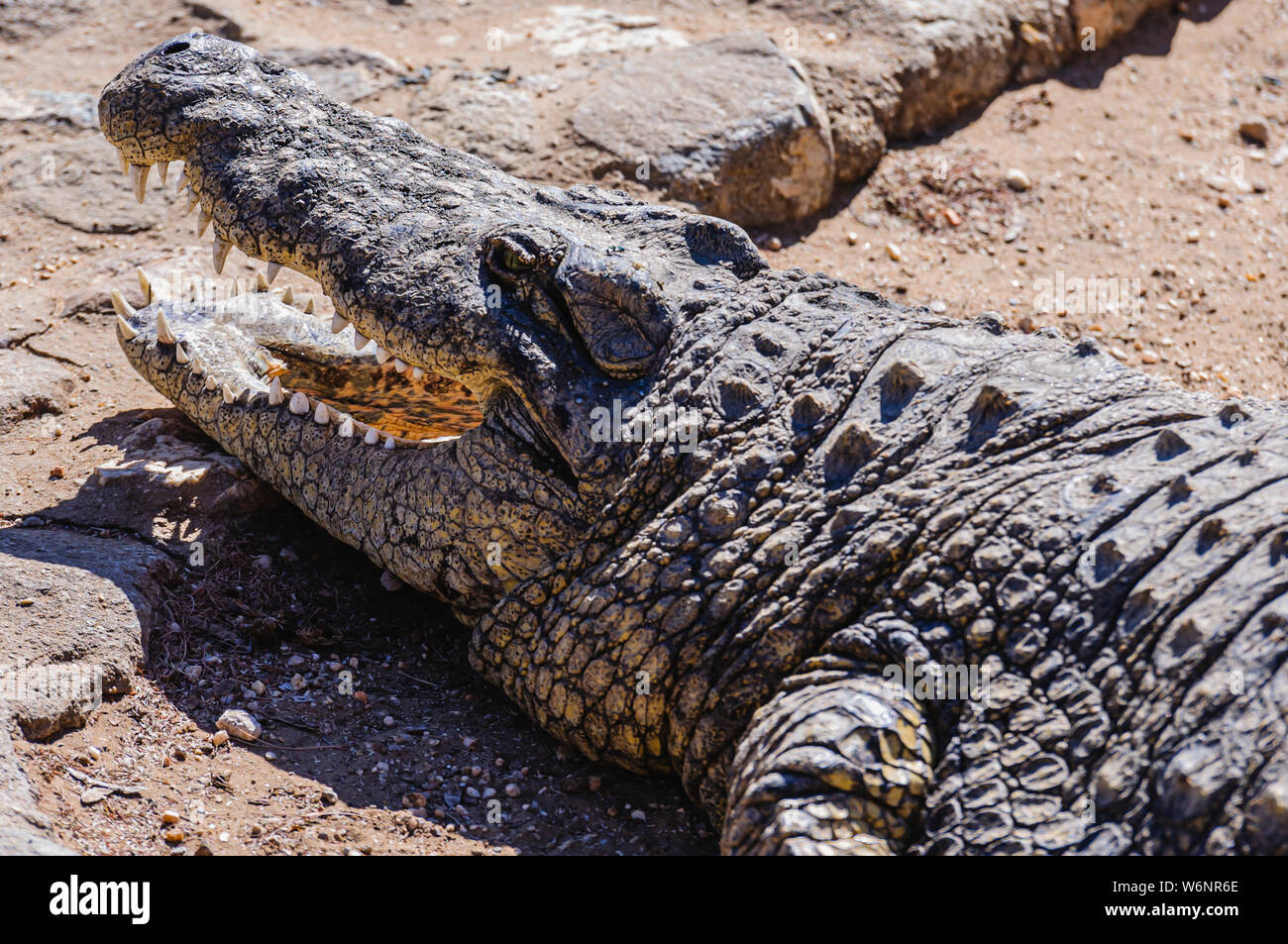 Le crocodile du Nil (Crocodylus niloticus), la gueule ouverte. La Namibie. Banque D'Images