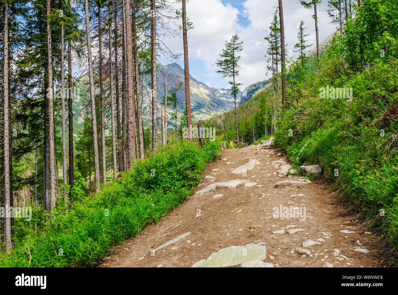 Un chemin dans une forêt dans les Tatras en Slovaquie. L'Europe. Banque D'Images