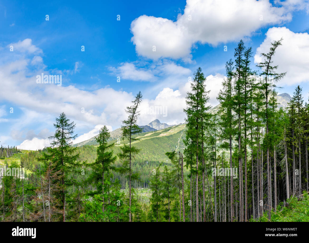 Un chemin dans une forêt dans les Tatras en Slovaquie. L'Europe. Banque D'Images