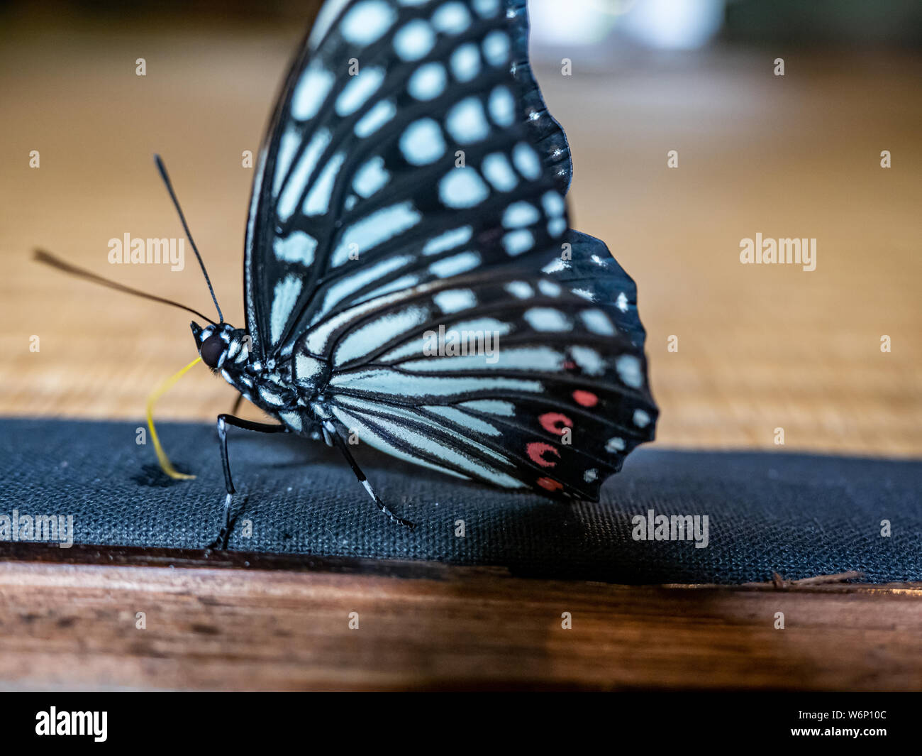 Jupe anneau rouge papillon Banque de photographies et d'images à haute  résolution - Alamy