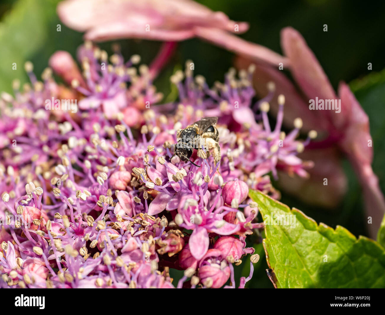 Un long silence, d'abeilles Andrena barbilabris minière, recueille le pollen et le nectar d'un cluster d'hydrangea bourgeons. Trouve principalement en Amérique du Nord, ces abeilles Banque D'Images
