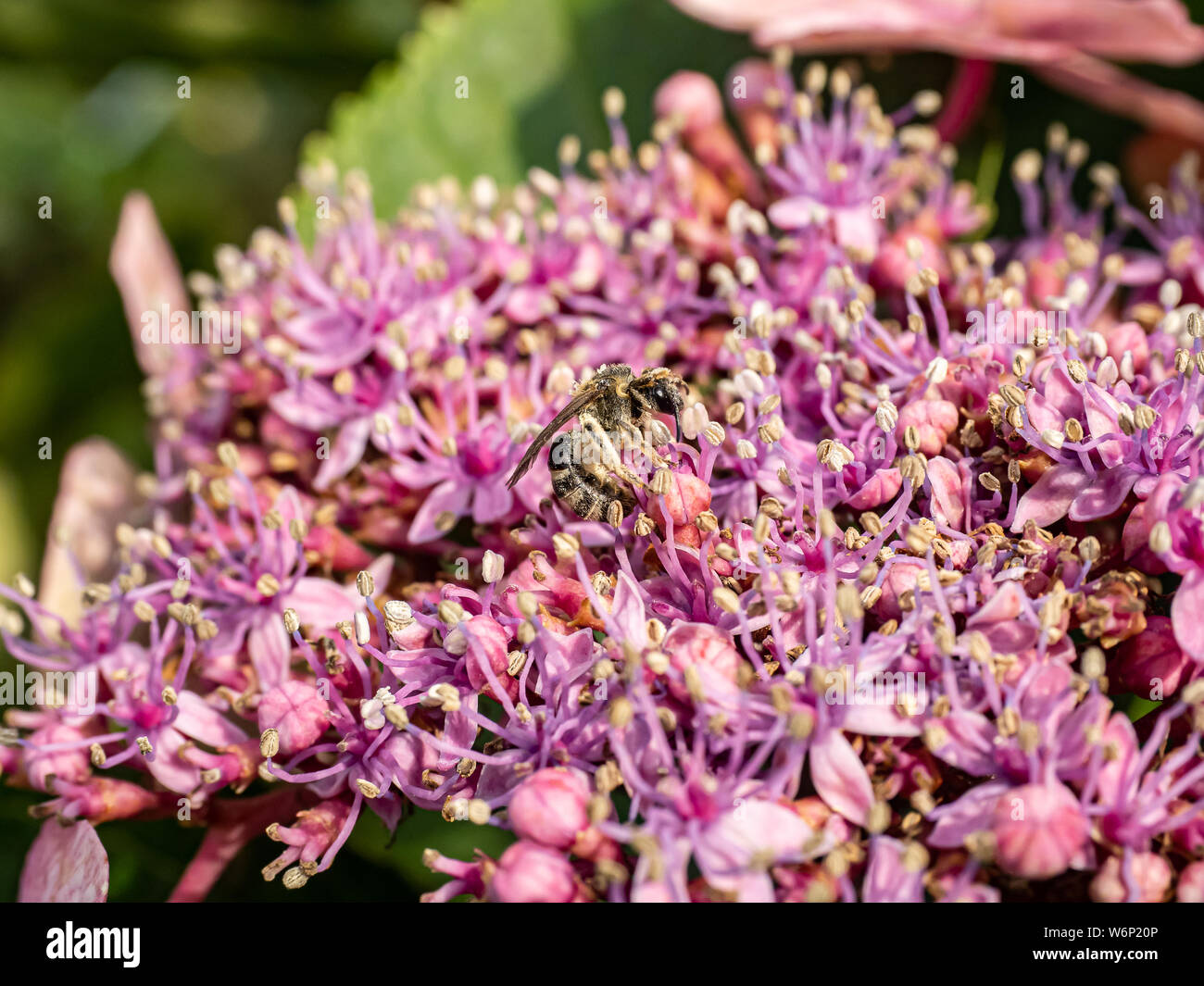 Un long silence, d'abeilles Andrena barbilabris minière, recueille le pollen et le nectar d'un cluster d'hydrangea bourgeons. Trouve principalement en Amérique du Nord, ces abeilles Banque D'Images