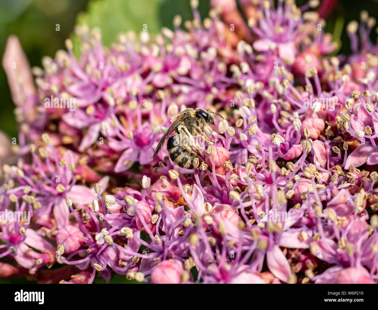 Un long silence, d'abeilles Andrena barbilabris minière, recueille le pollen et le nectar d'un cluster d'hydrangea bourgeons. Trouve principalement en Amérique du Nord, ces abeilles Banque D'Images