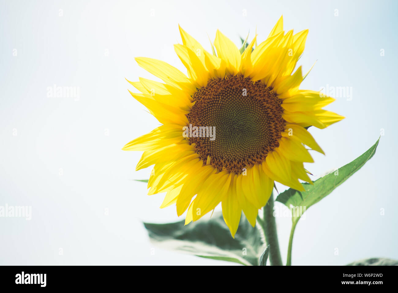 La texture et le tournesol. Vue Macro du tournesol en fleur. Fond de fleurs naturelles et biologiques. Banque D'Images