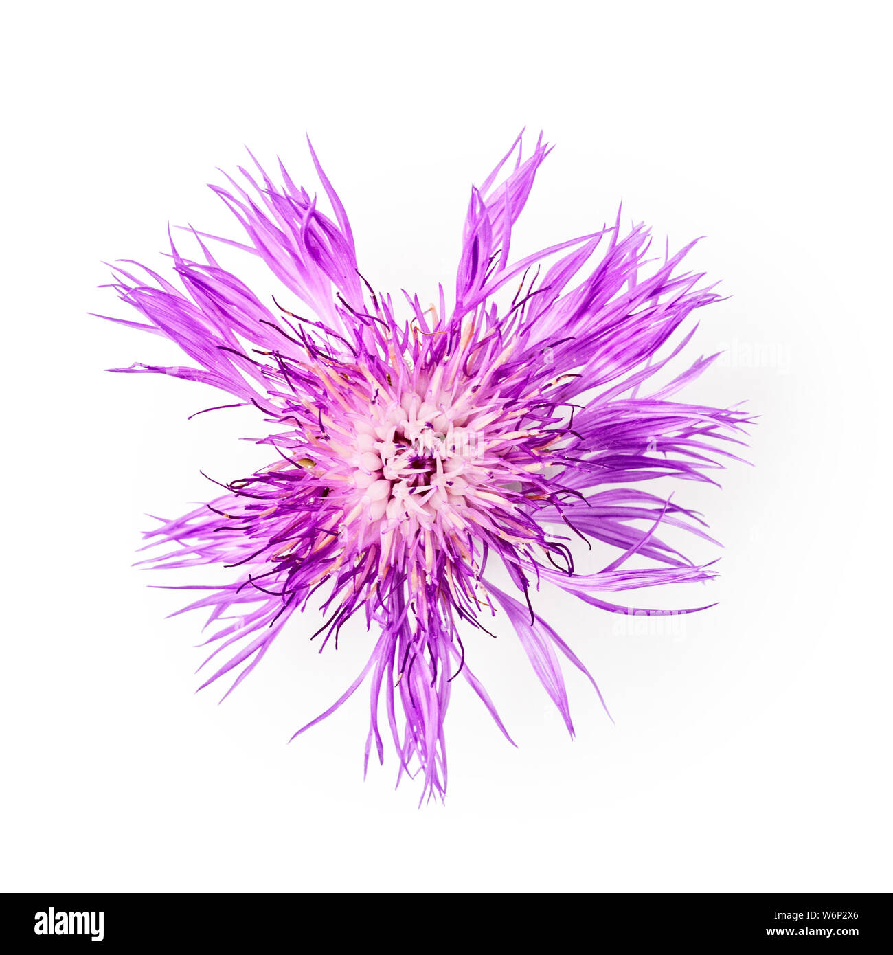 La centaurée centaurea rose capitule. Purple barbeaux dans le jardin d'arrangement isolé sur fond blanc chemin de détourage inclus. Vue de dessus, fl Banque D'Images