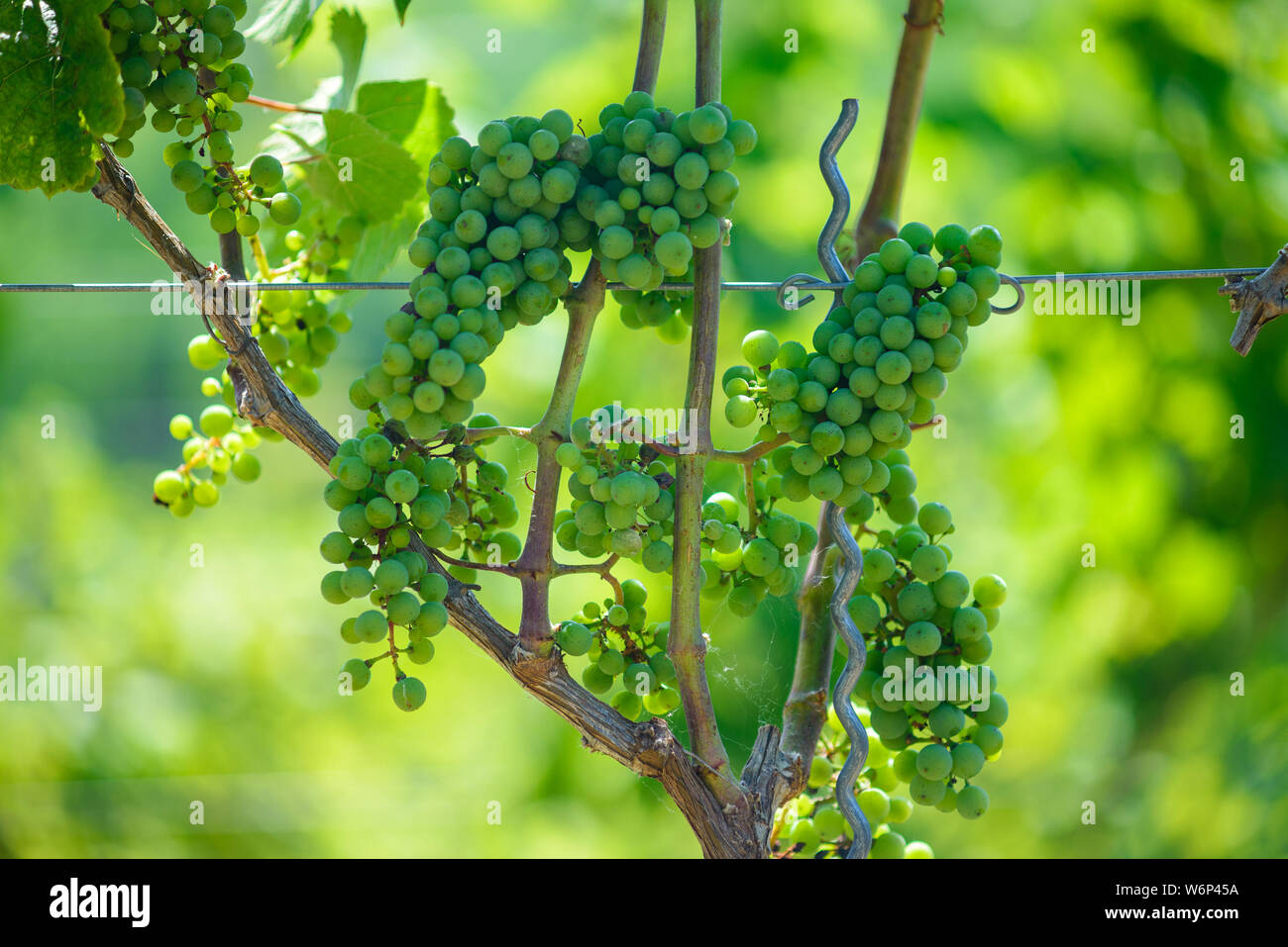 Raisin vert croissant sur les vignes. Les raisins ne sont pas mûrs dans le vignoble, Hongrie Banque D'Images