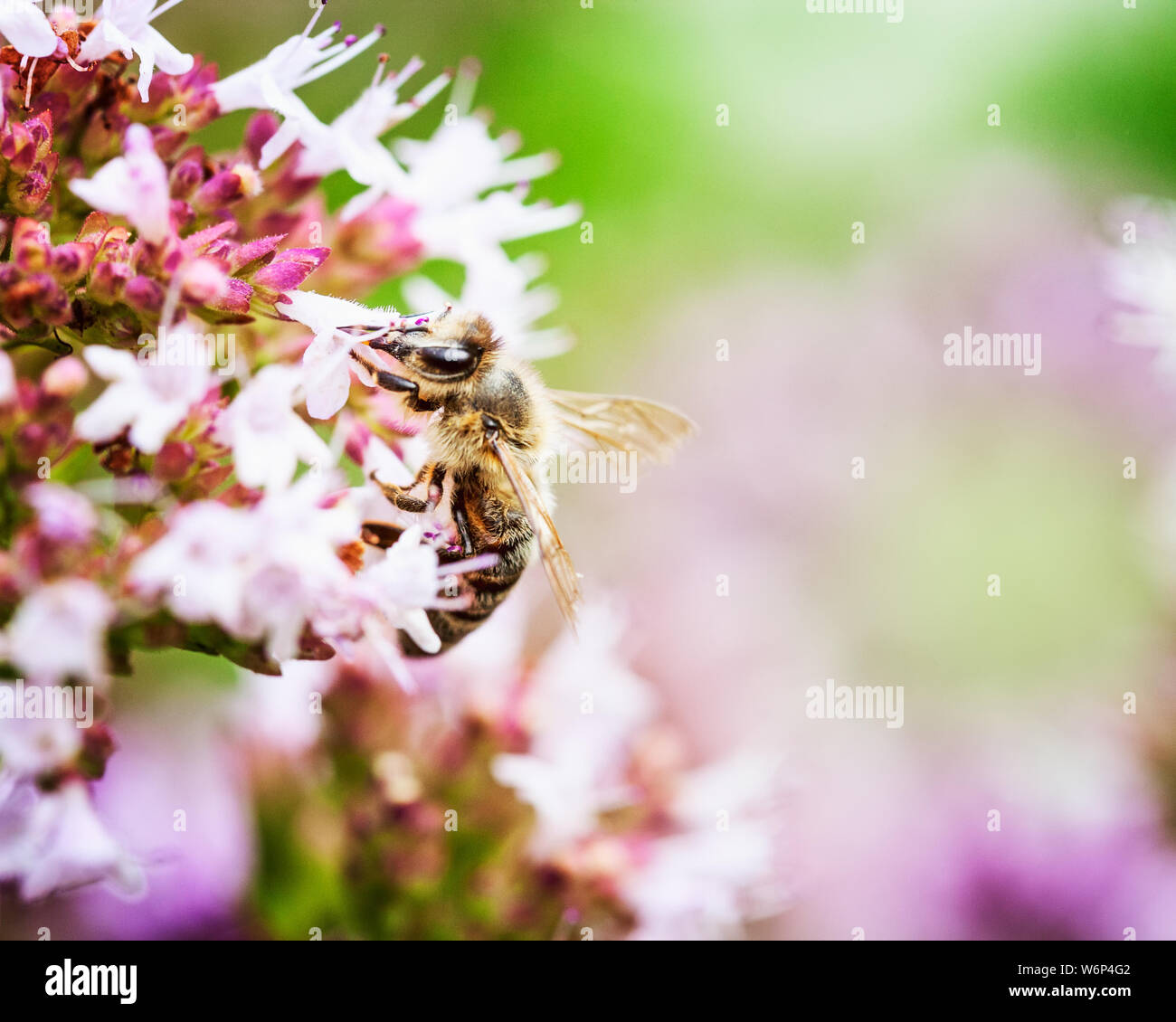 Les abeilles pollinisent les fleurs de marjolaine marjolaine fleur en jardin d'été Banque D'Images