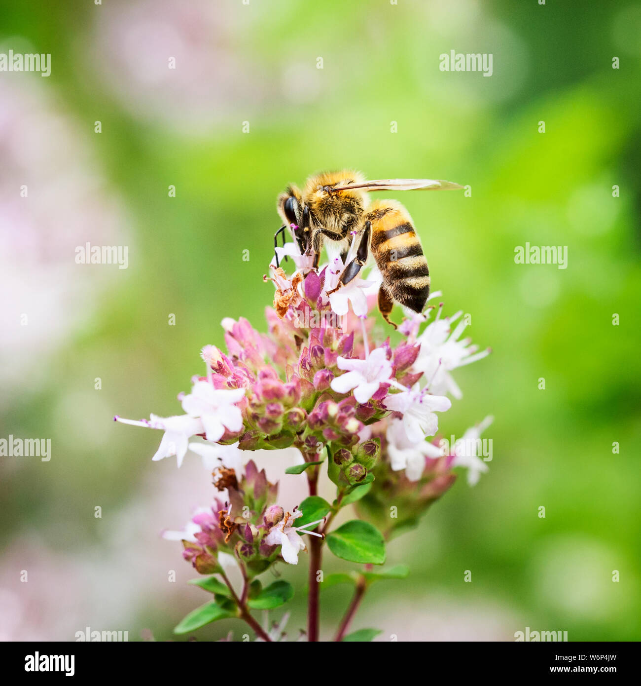 Les abeilles pollinisent les fleurs de marjolaine marjolaine fleur en jardin d'été Banque D'Images