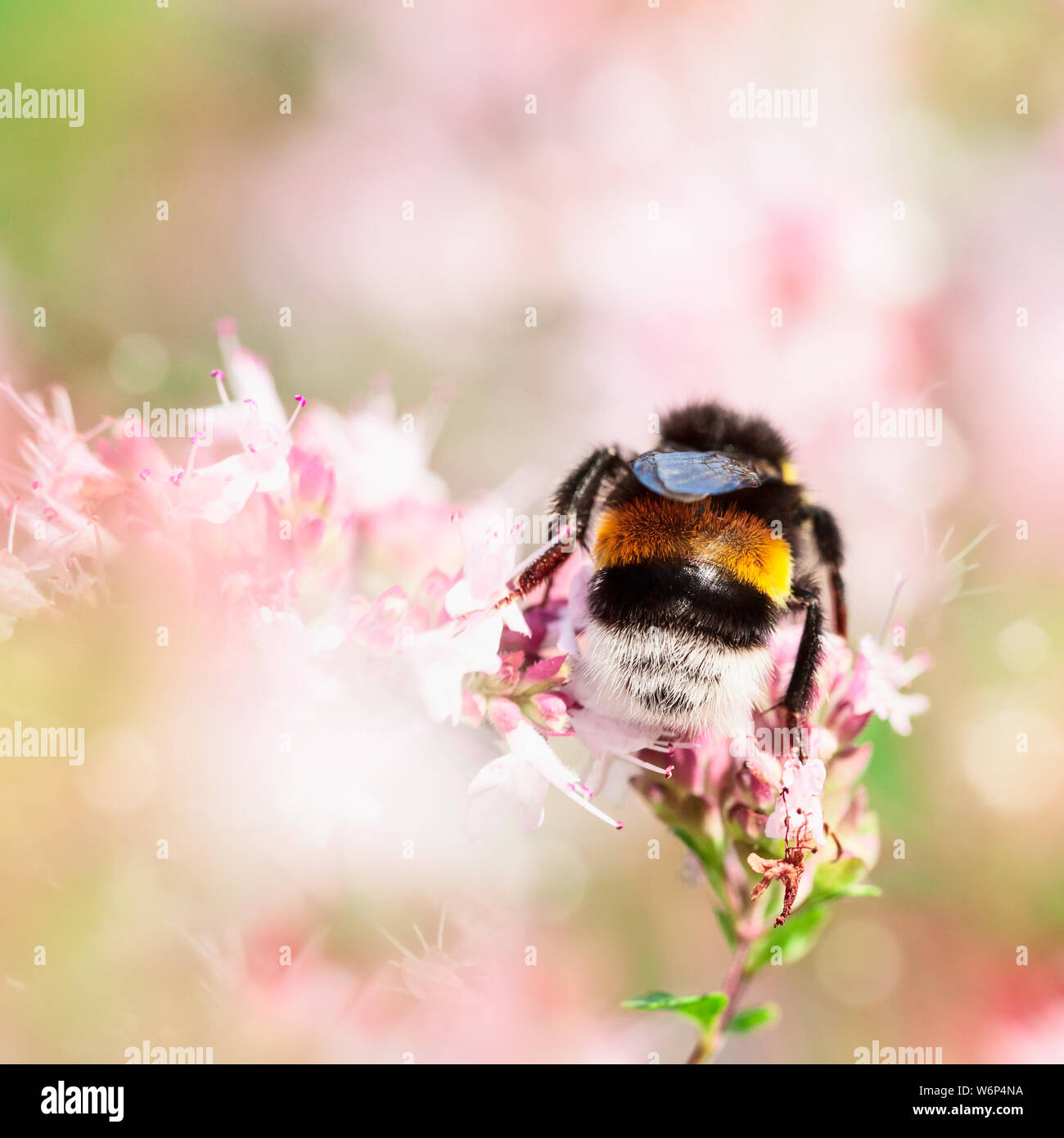 Les abeilles pollinisent les fleurs de marjolaine marjolaine fleur en jardin d'été Banque D'Images