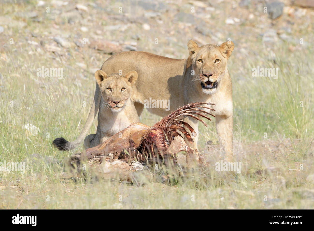 Desert lion (Panthera leo) mère avec des petits qui se nourrissent de la carcasse, looking at camera, Hoanib, rivière à sec, la Namibie. Kaokoveld Banque D'Images