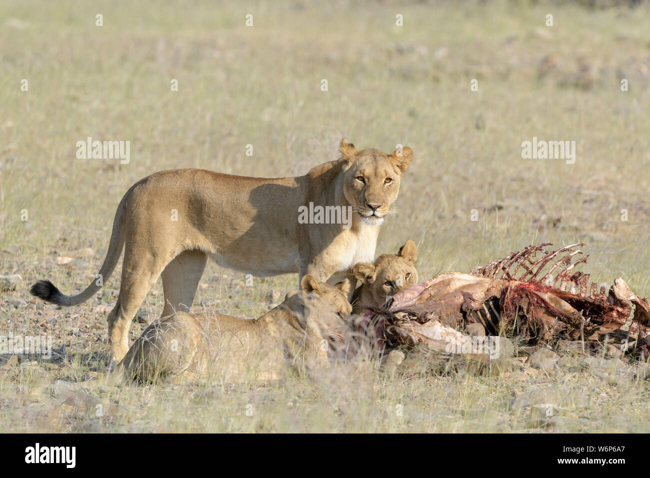 Desert lion (Panthera leo) mère avec des petits qui se nourrissent de la carcasse, Hoanib, rivière à sec, la Namibie. Kaokoveld Banque D'Images