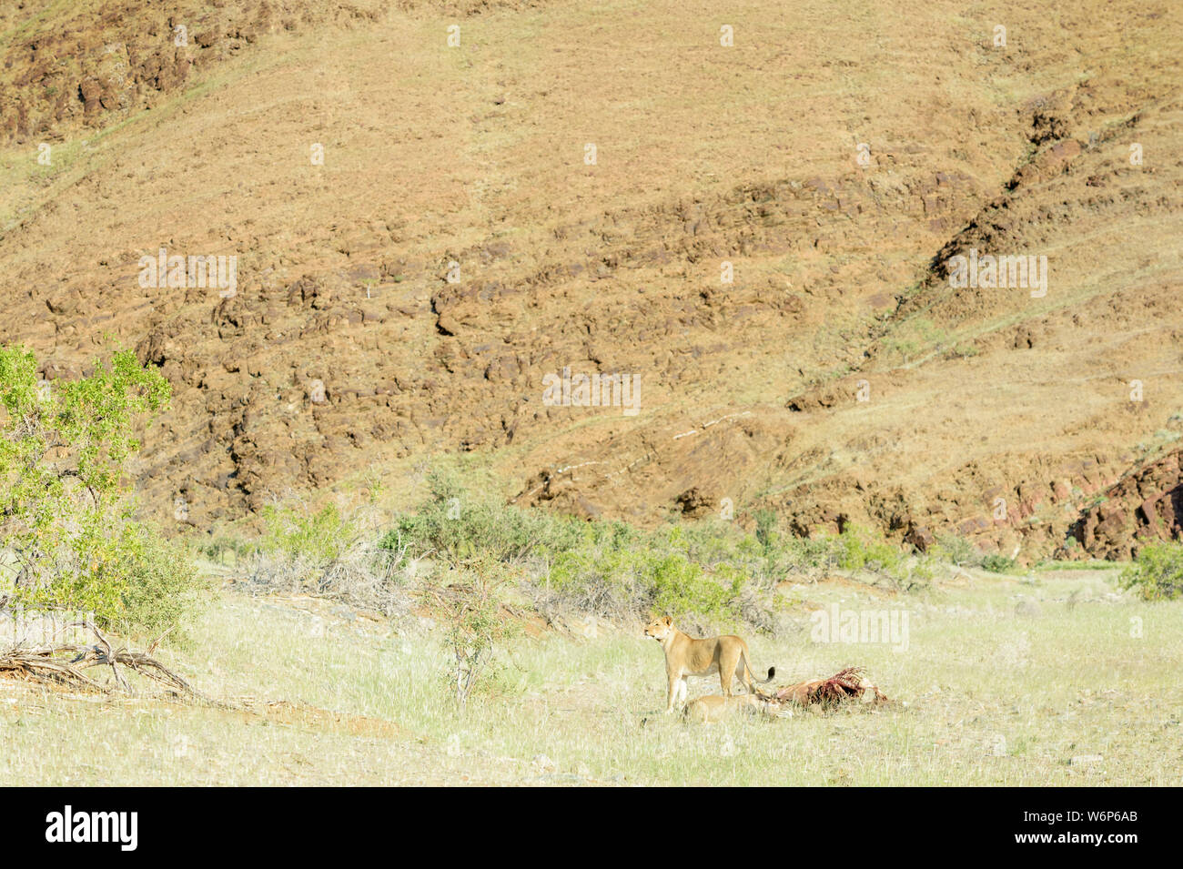 Desert lion (Panthera leo) mère avec cub se nourrissant de tuer sur la rivière Kunene, Kaokoveld, Namibie Banque D'Images