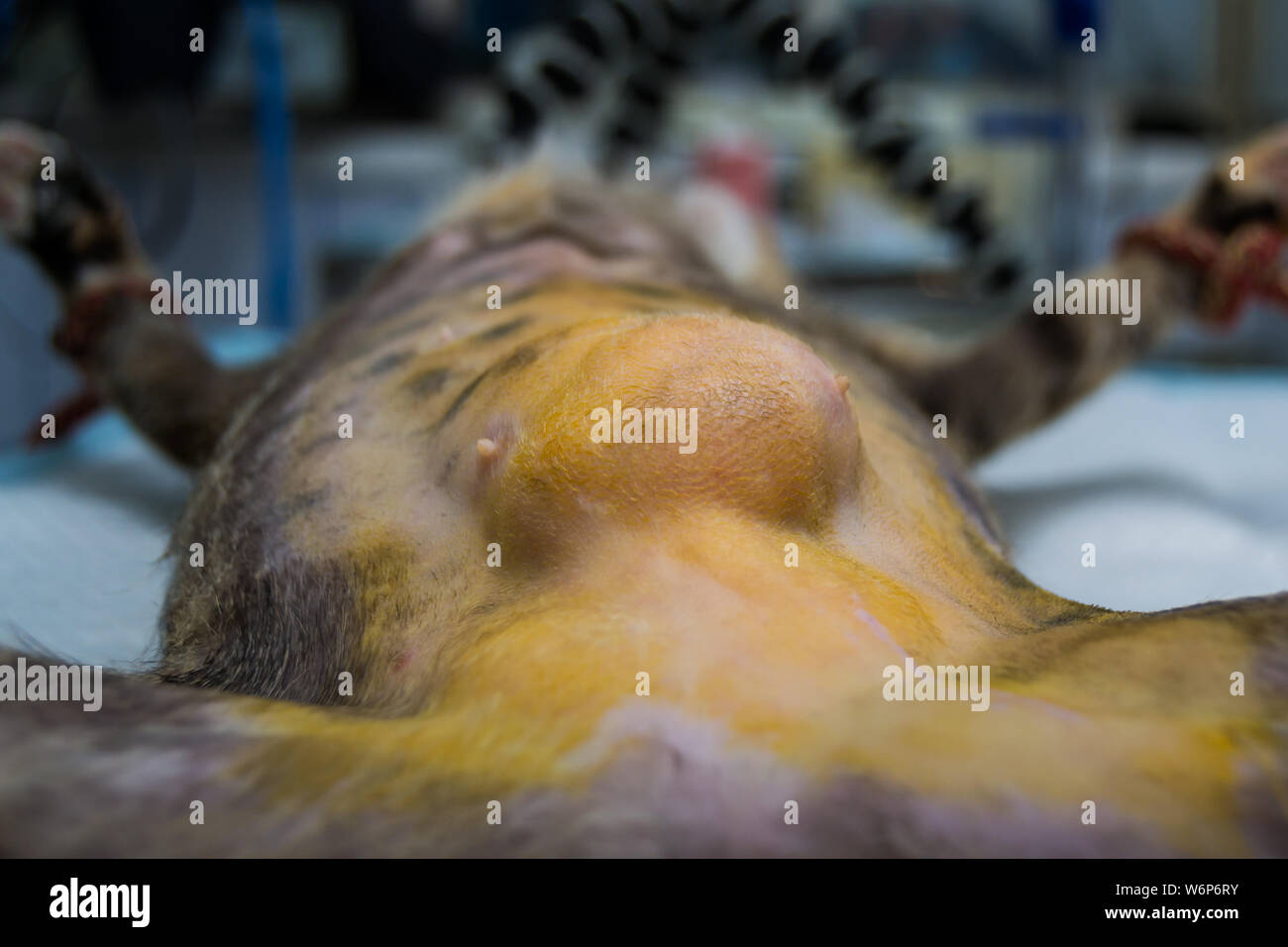 Hernie Chez Les Animaux Banque D Image Et Photos Alamy
