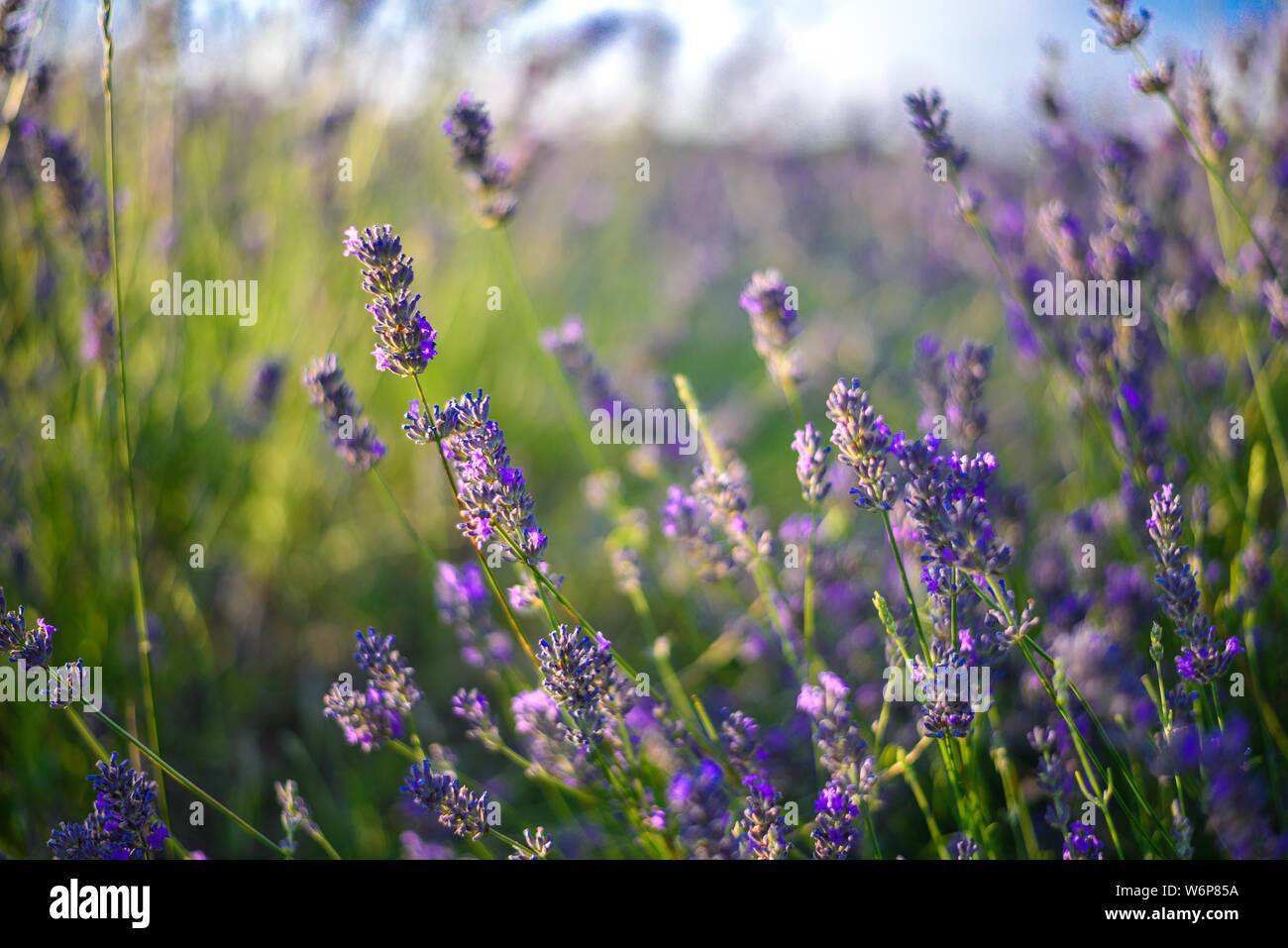 Champ de lavande en plein soleil, Pannonhalma, Hongrie, belle image de champ de lavande. Champ de fleurs de lavande, de l'image de fond naturel. Banque D'Images