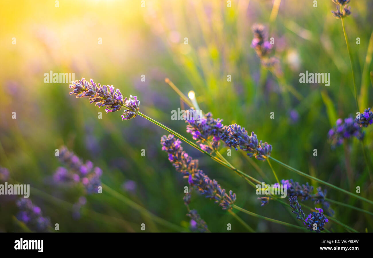 Lavandes libre sur le coucher du soleil. Plus de lueur coucher du soleil fleurs violettes de lavande. Douilles sur le centre de l'image et la lumière du soleil en haut à gauche Banque D'Images