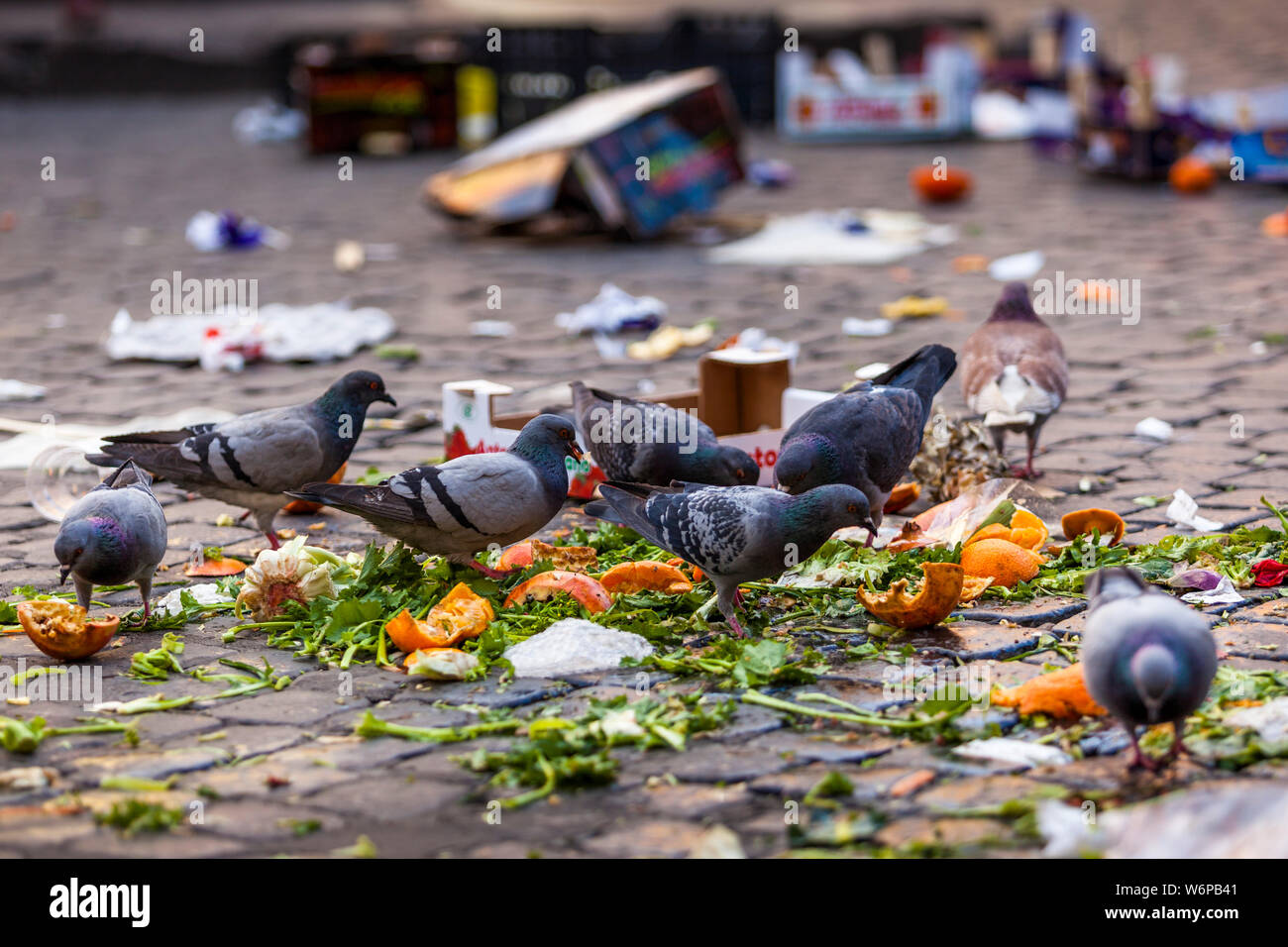 Les pigeons mangent des déchets alimentaires à Rome, en Italie Banque D'Images