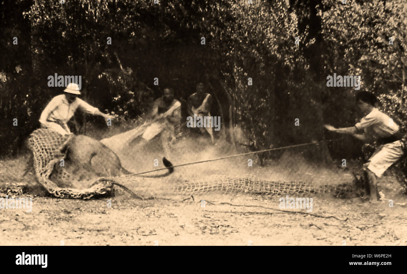 L'Afrique des années 30, avec des filets lion sauvage de piégeage à la main Banque D'Images