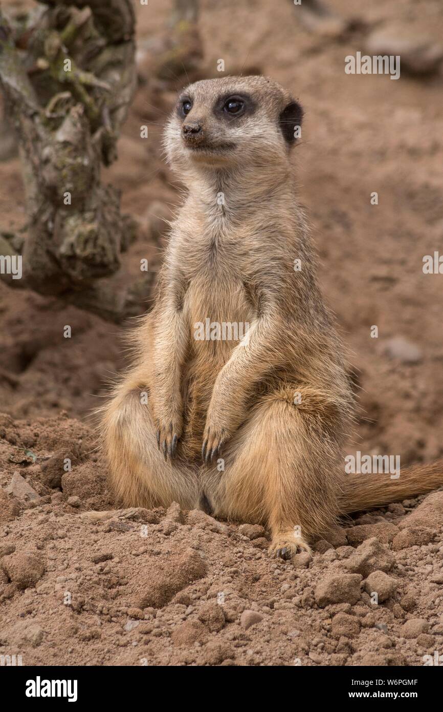 La faune Les animaux mignons suricates africains Banque D'Images