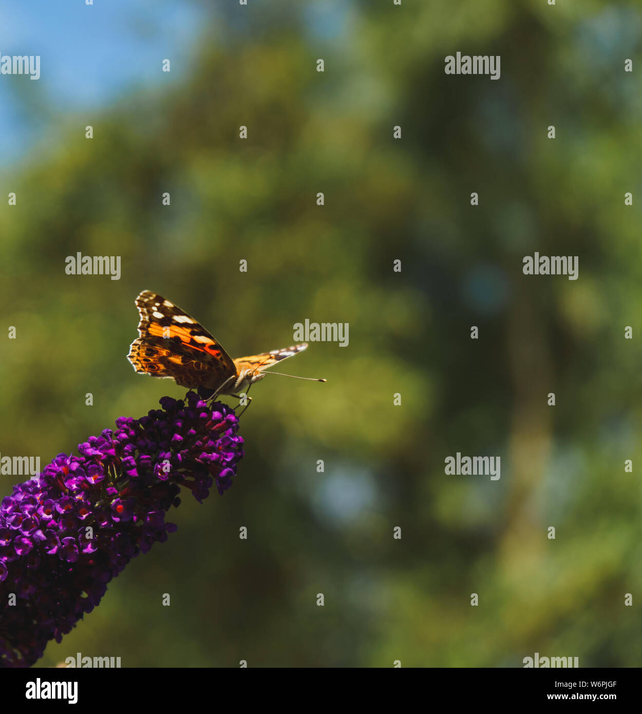 Papillon belle dame sur purple butterfly bush flower Banque D'Images
