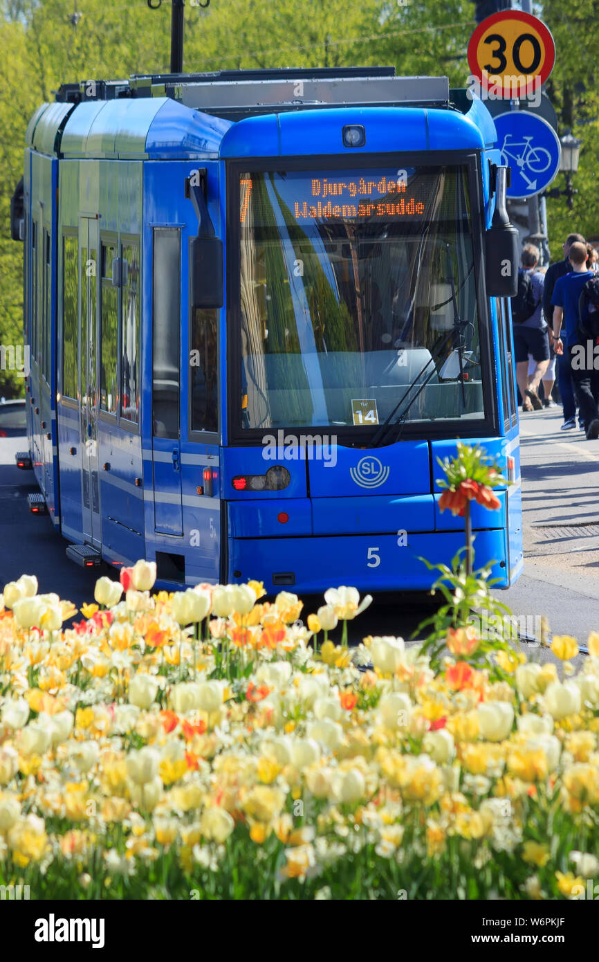 Fermer la vue d'un tram bleu SL partie de la lignes de tramway, avec des tulipes fleurs en premier plan. (Östermalmstorg Djurgarden). Stockholm, Suède. Banque D'Images