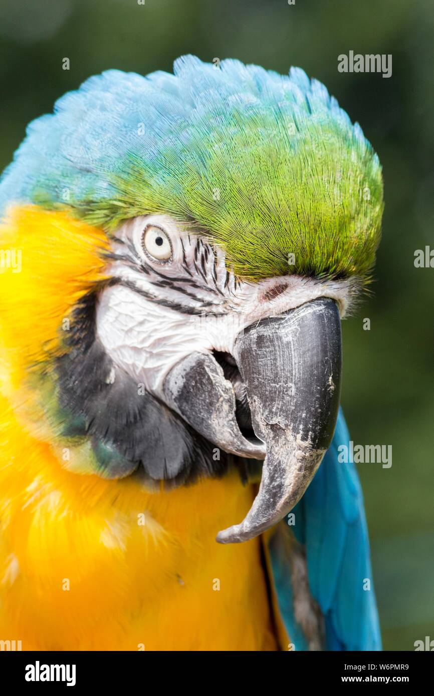 Beau bleu vert et jaune parrot Banque D'Images