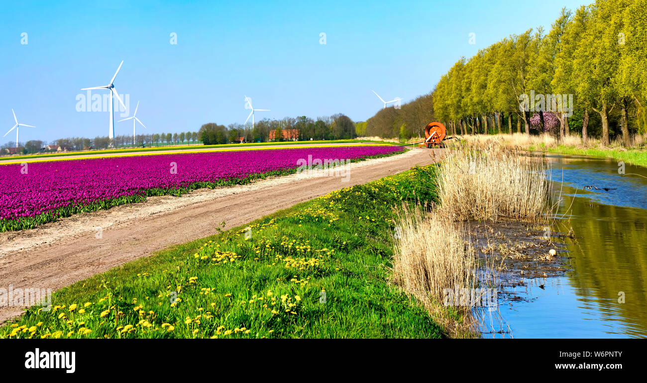 L'arrosage d'un champ de tulipes Banque D'Images