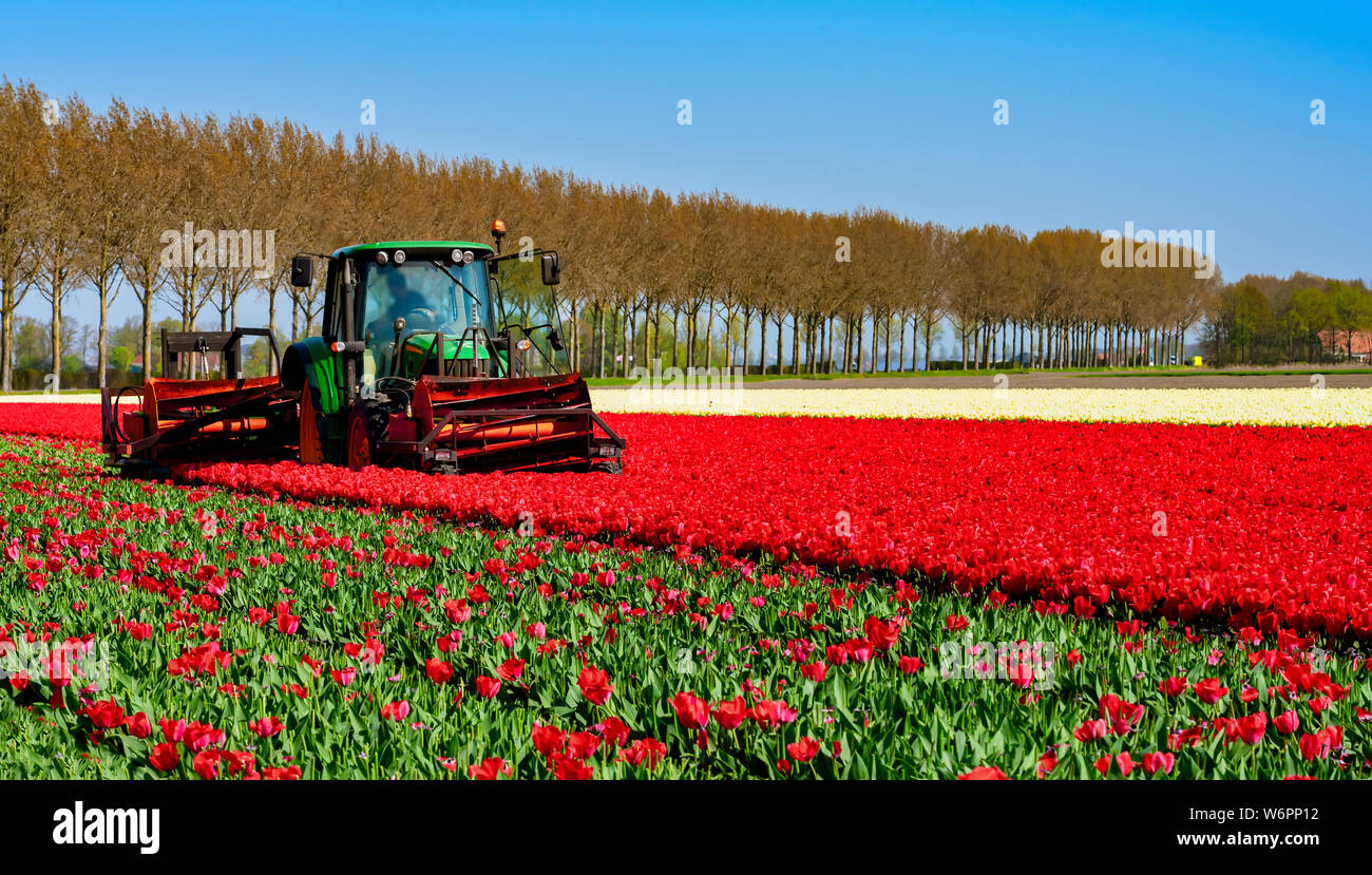 Coupe mécanisée les capitules dans un champ de tulipes Banque D'Images