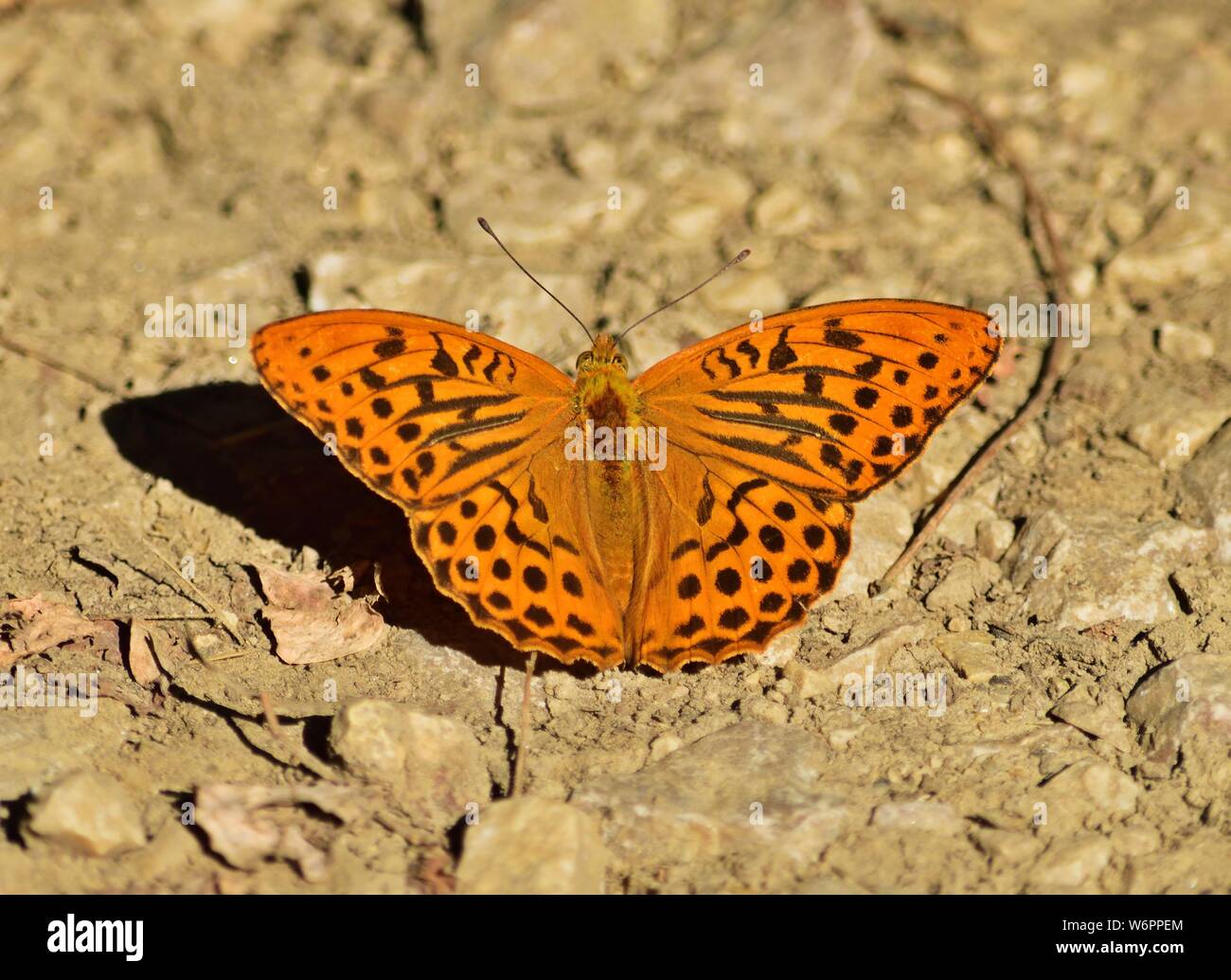 Silver-lavé fritillary (Argynnis paphia) Banque D'Images