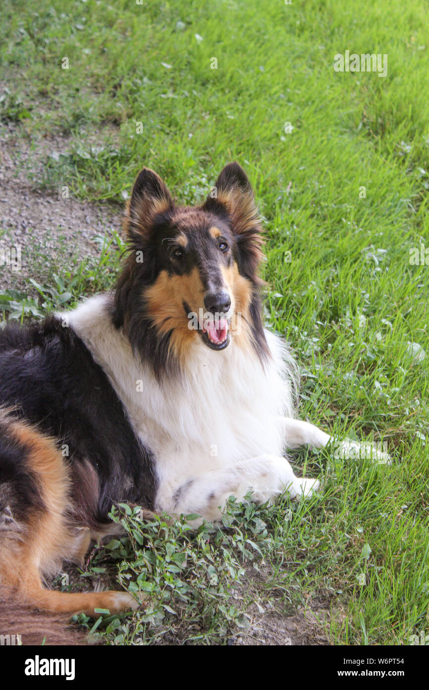Couleur Tri Rough Collie Lying in Grass Banque D'Images