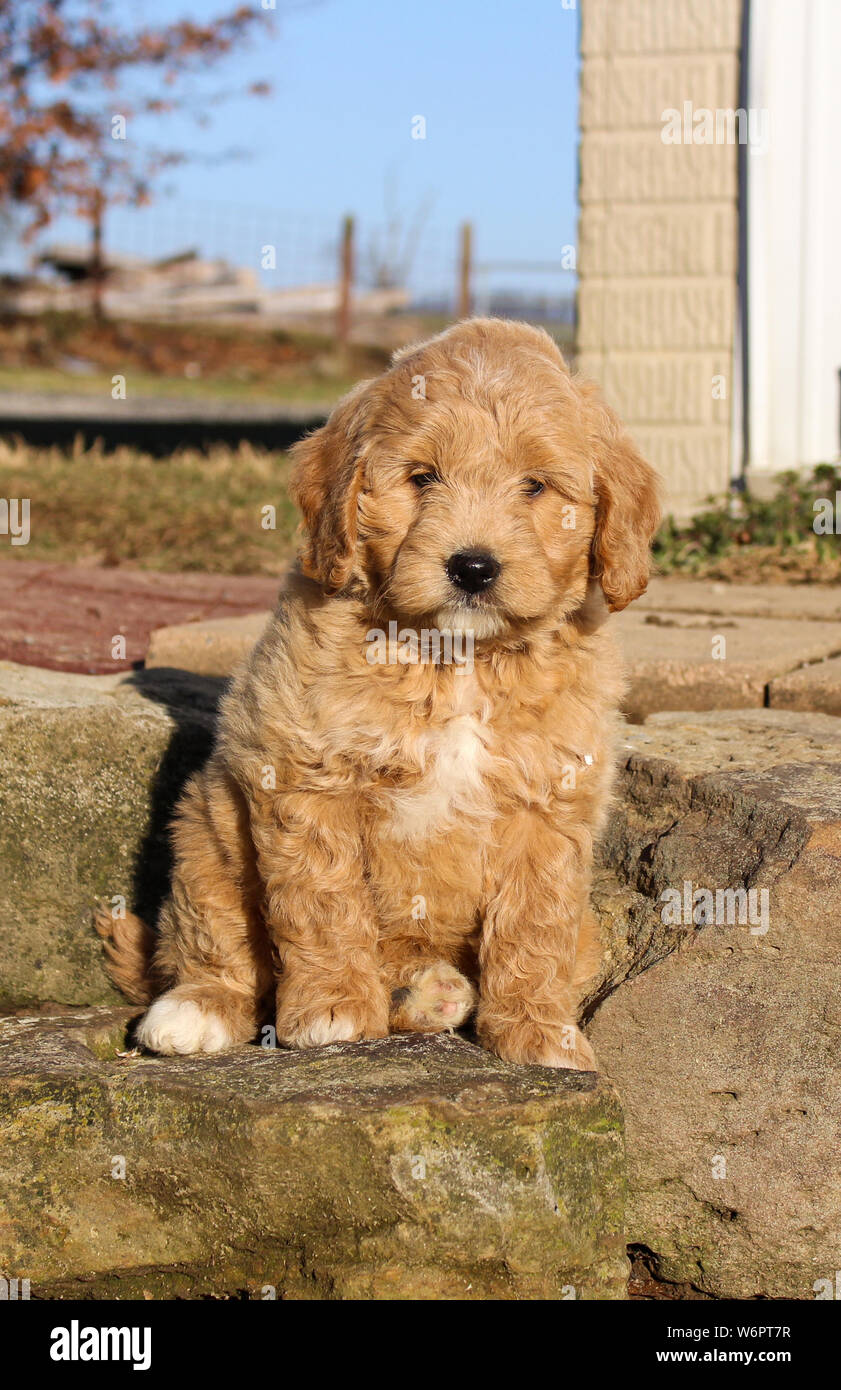 Mini chiot Golden Doodle assis dehors Banque D'Images