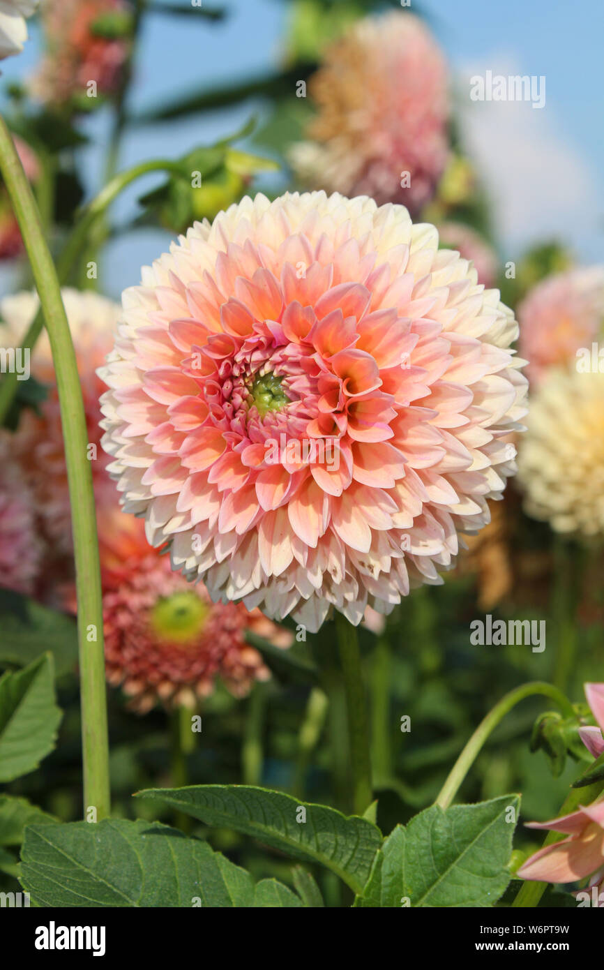 Dahlia Peach Bloom closeup Banque D'Images