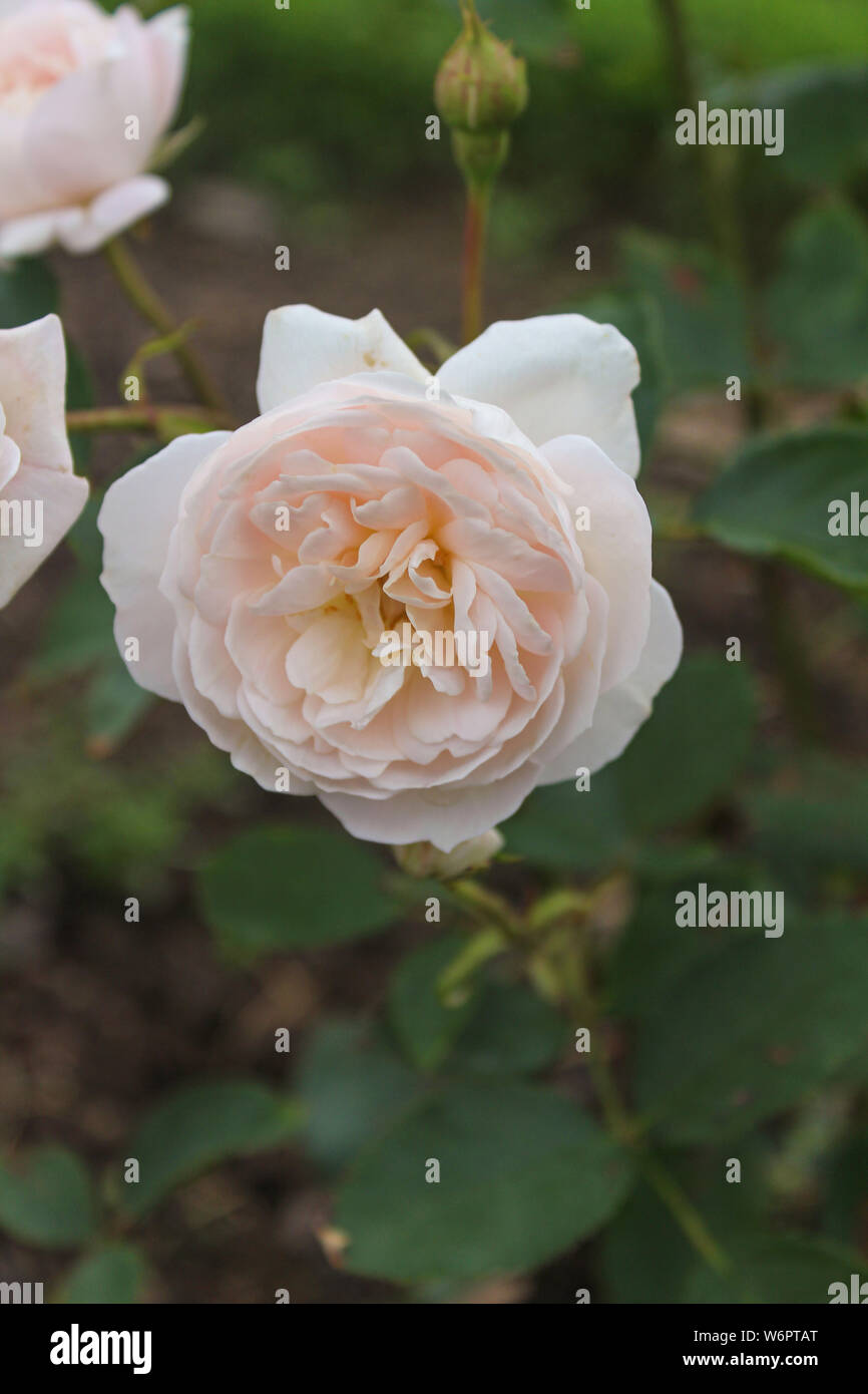 Blooming Peach Rose Jardin Anglais Banque D'Images