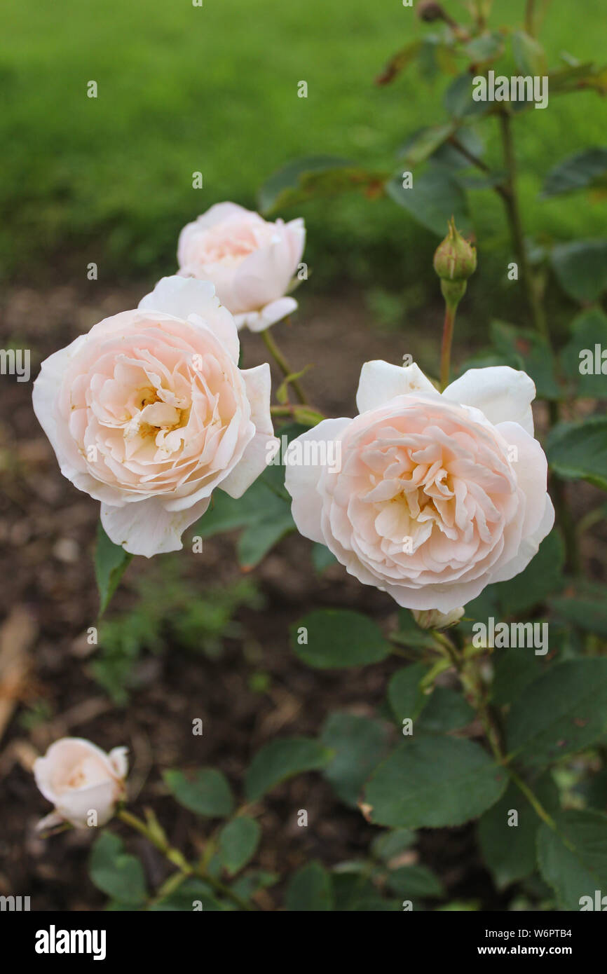Jardin Anglais Peach Rose Banque D'Images