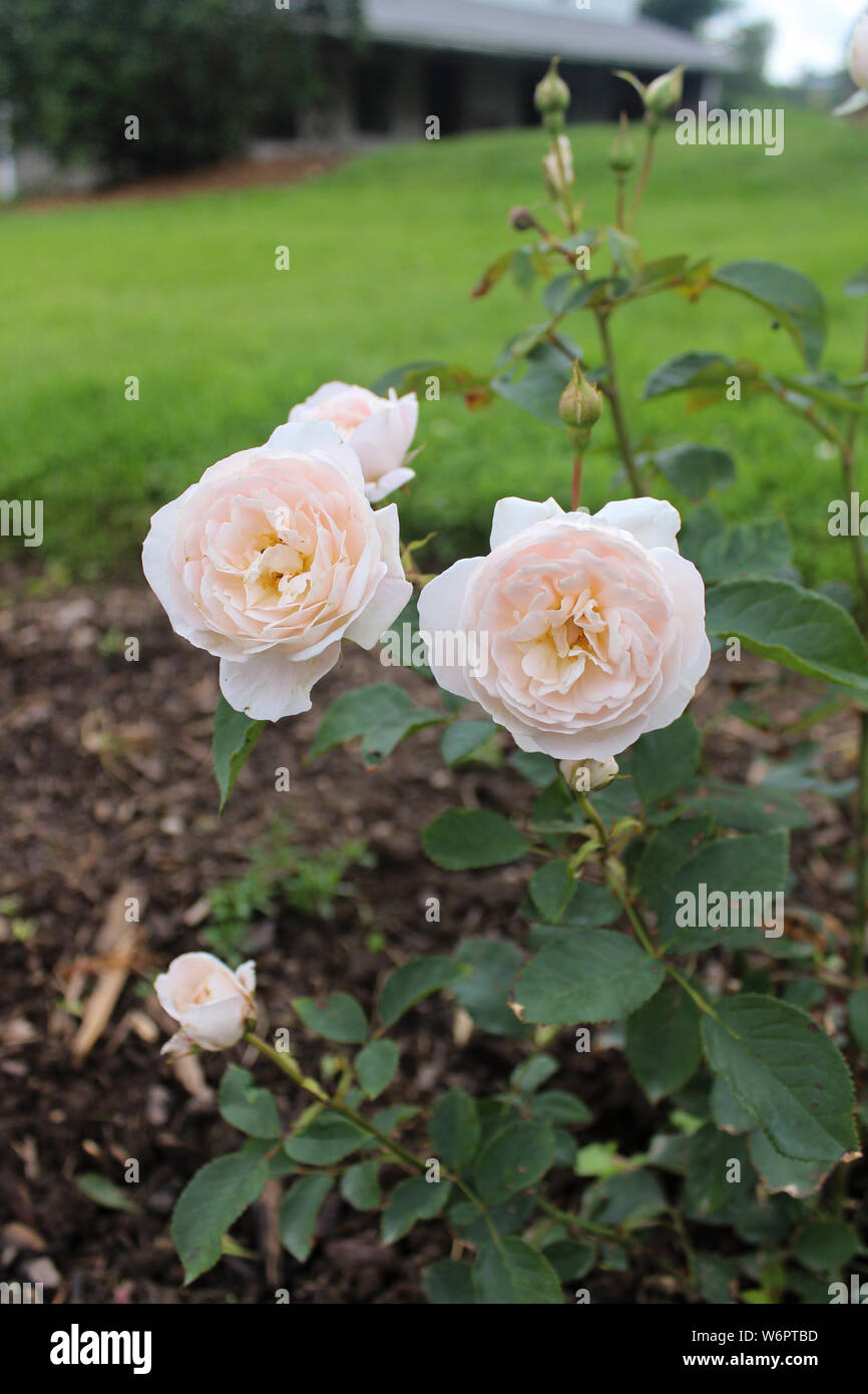 Jardin en fleurs rose Banque D'Images
