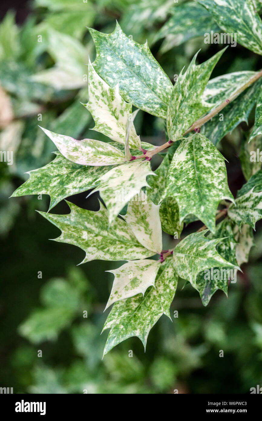 Osmanthus heterophyllus, Olive houx 'Tricolor' Banque D'Images